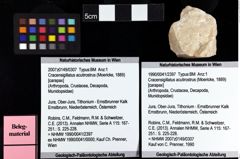 Foto (Objket + Etiketten) von Cracensigillatus acutirostrus (Moericke, 1889) 